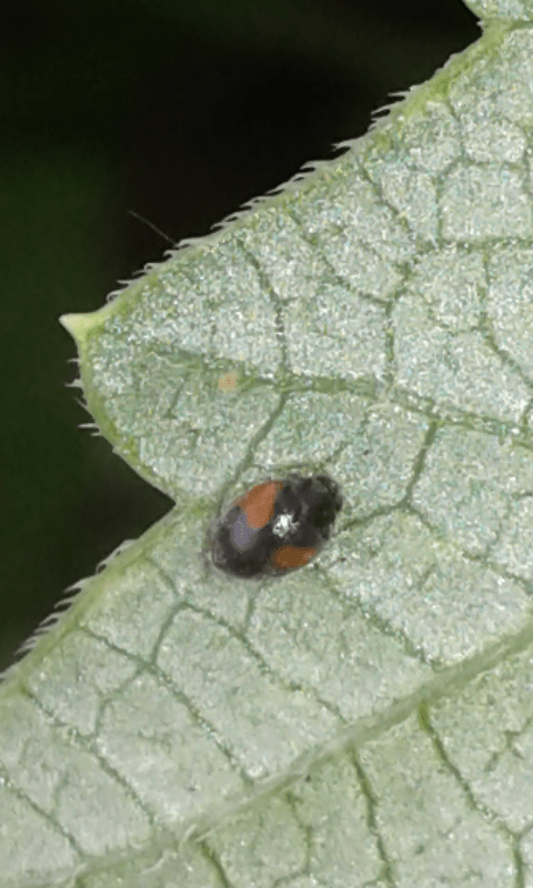 Tritoma bipustulata (Erotylidae)? Coccinellidae: cfr. Scymnus sp.